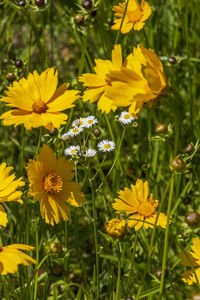 Close-up of yellow flowering plants on field