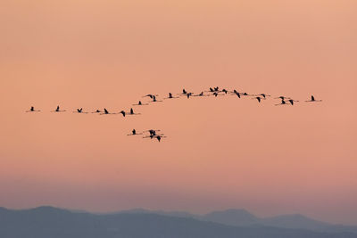 Low angle view of flamingo flying against sky