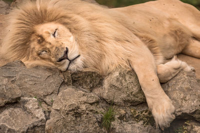 Close-up of lion sleeping on rock