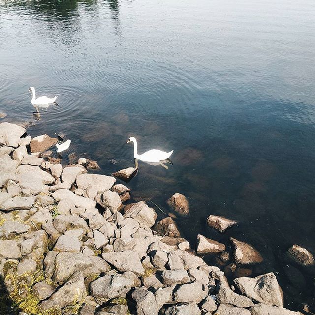 water, animal themes, bird, animals in the wild, wildlife, lake, swimming, nature, high angle view, reflection, rock - object, swan, beauty in nature, tranquility, rippled, water bird, duck, outdoors, no people, day