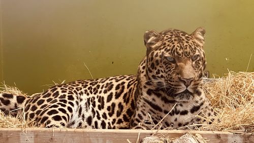 animal