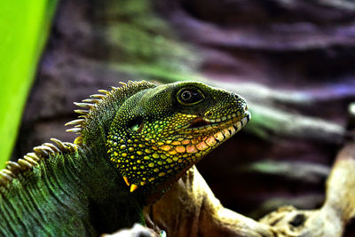 Close-up of lizard on leaf