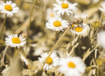 Close-up of white daisy flowers on field