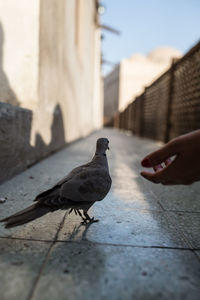 Close-up of pigeon perching on hand