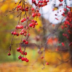 Low angle view of berries growing on tree