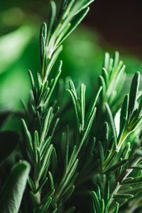 Close-up of fresh green plant