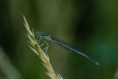 dragonflies and damseflies