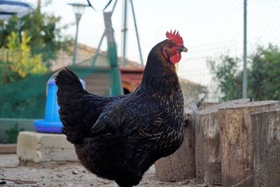 Close-up of rooster
