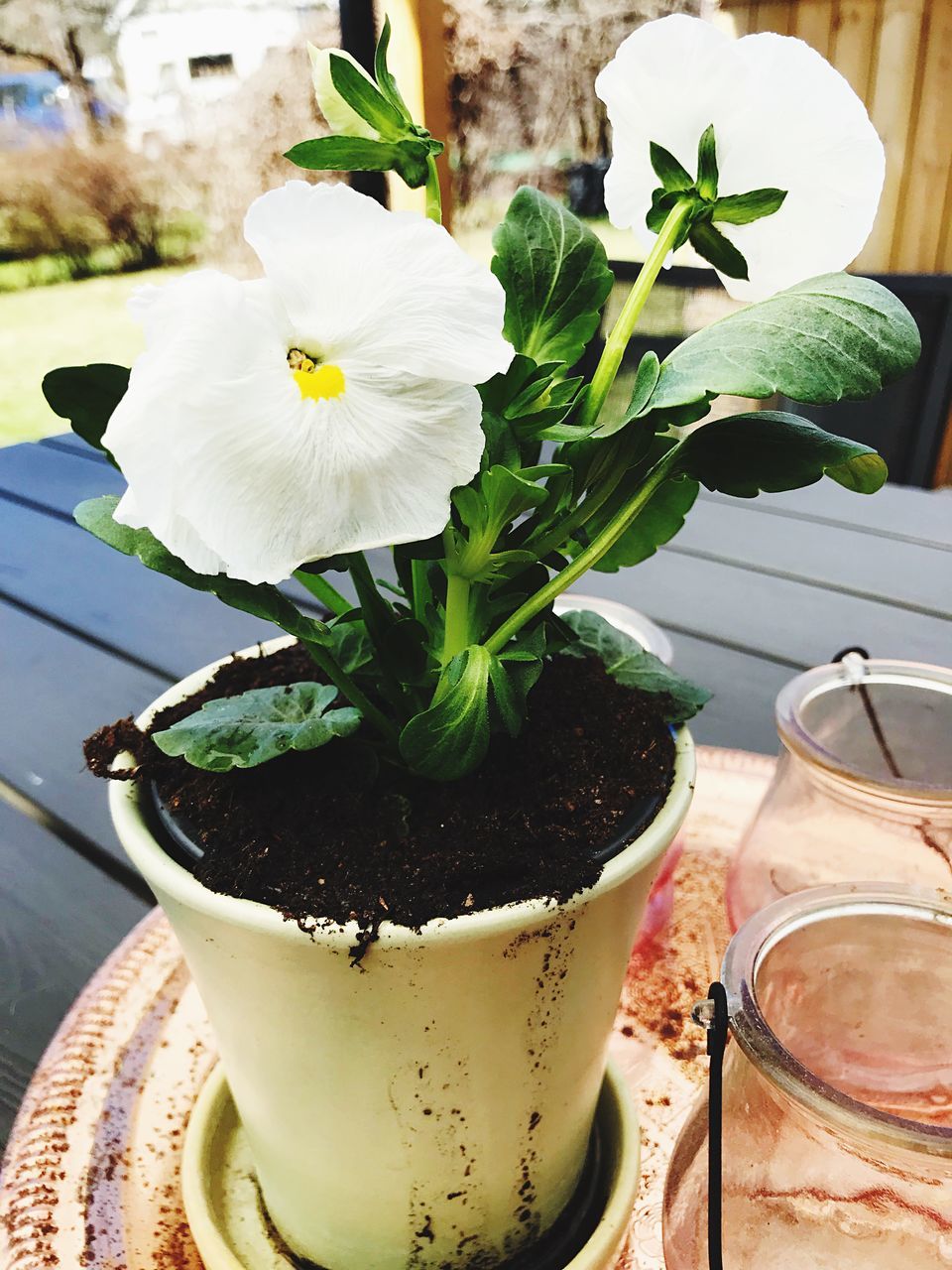 plant, freshness, flower, flowering plant, close-up, nature, leaf, potted plant, table, indoors, plant part, no people, beauty in nature, food and drink, growth, flower head, white color, focus on foreground, day, flower pot