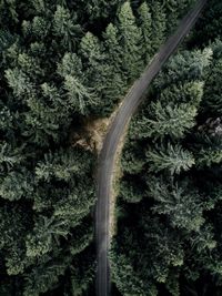 Aerial view of road through forest