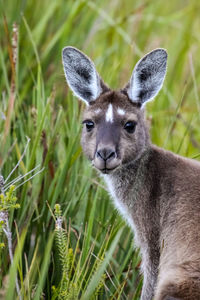 Close-up of a western grey kangaroo, facing, green background, walpole nornalup national park