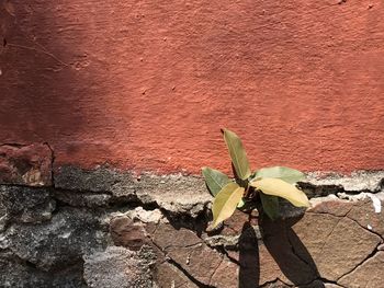 Close-up of plant against wall