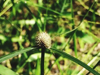 Close-up of thistle