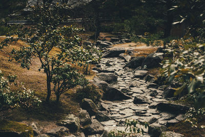 Scenic view of forest