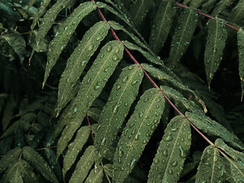 Full frame shot of plants