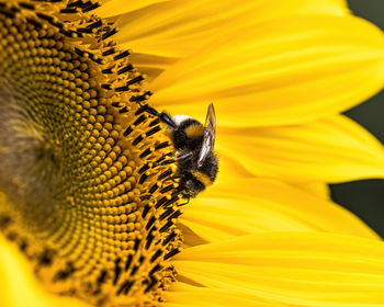 Close-up of bee pollinating on sunflower