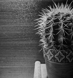 Close-up of cactus in pot