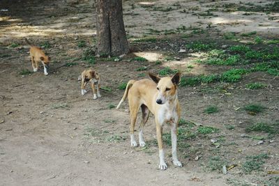 View of a dog on field