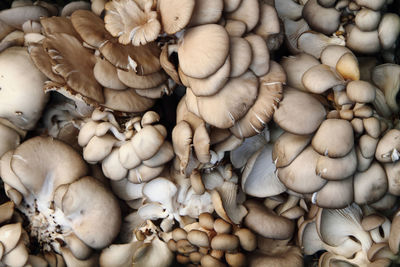 High angle view of mushrooms