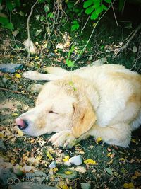 View of a dog resting on field