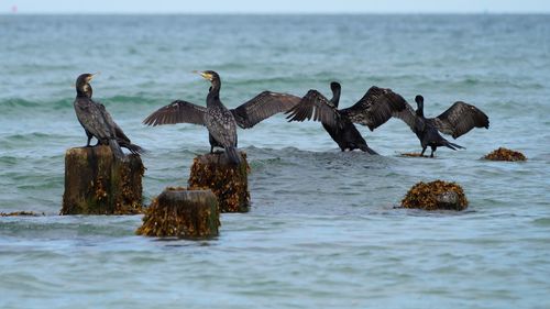 View of birds on wooden post in sea