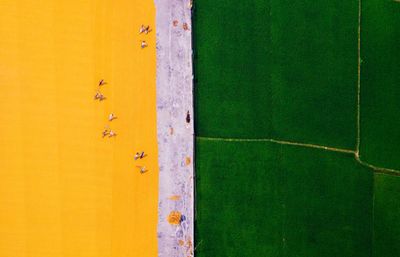 Aerial view of agricultural landscape