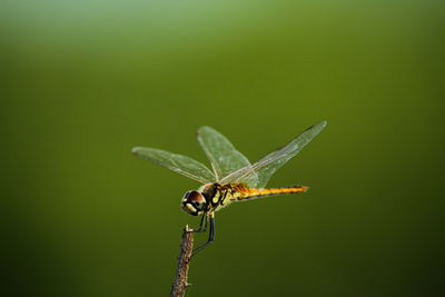 Close-up of insect