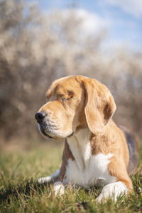 Dog looking away on field