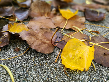 Close-up of yellow maple leaves