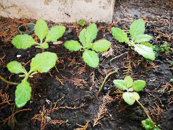 High angle view of small plant growing on field