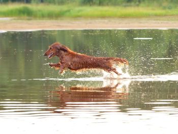 Dog on lake