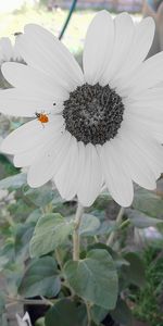 Close-up of butterfly on flower