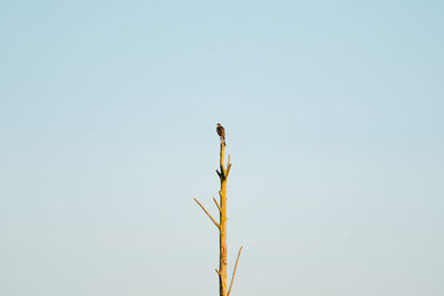 Low angle view of bird perching on plant against clear sky