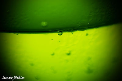 Close-up of water drops on leaf