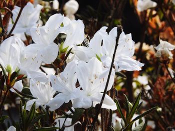 Close-up of white flowering plant
