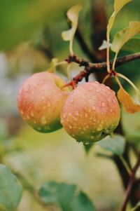 Close-up of wet fruit on plant