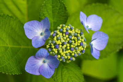 Close-up of purple flowers blooming outdoors