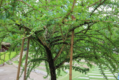 Trees in park