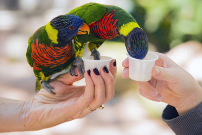 Cropped hands feeding lorikeets from cups