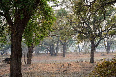 View of trees in forest