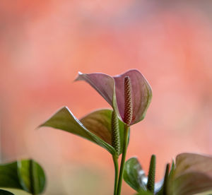 Close-up of pink flowering plant