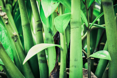 Close-up of a plant