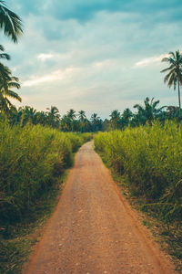 Road amidst plants on field against sky