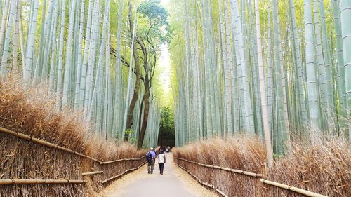 People walking on footpath in forest