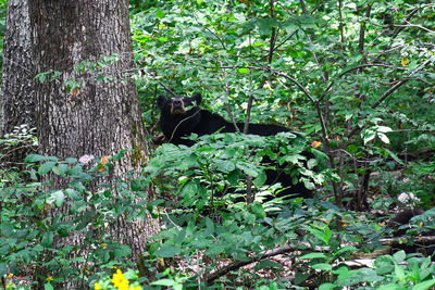 Plants growing on tree trunk