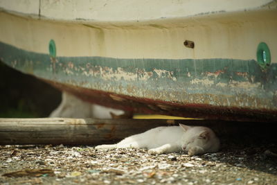 A white cat taking a nap under a landed ship