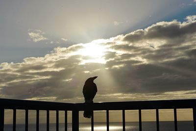 Bird perching on railing against sky during sunset