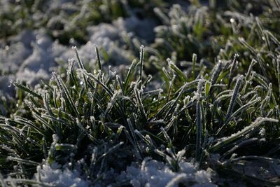 Close-up of frozen plants on field