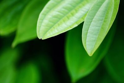 Close-up of green leaves