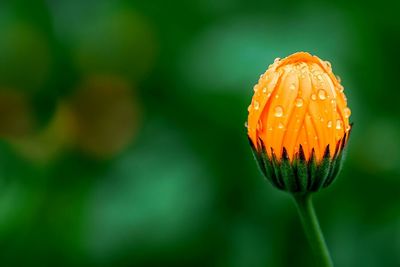 Close-up of plant against blurred background